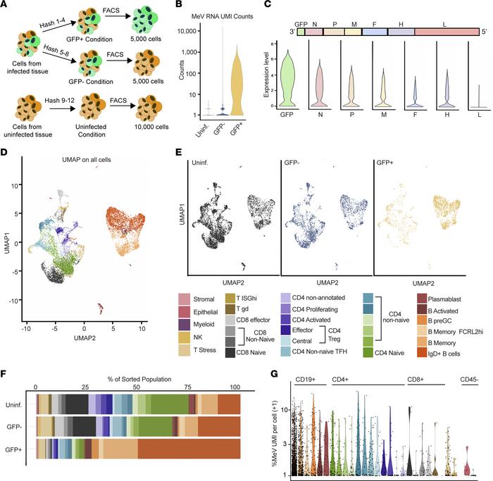 scRNA-Seq identifies 29 unique cell populations in tonsils susceptible t...