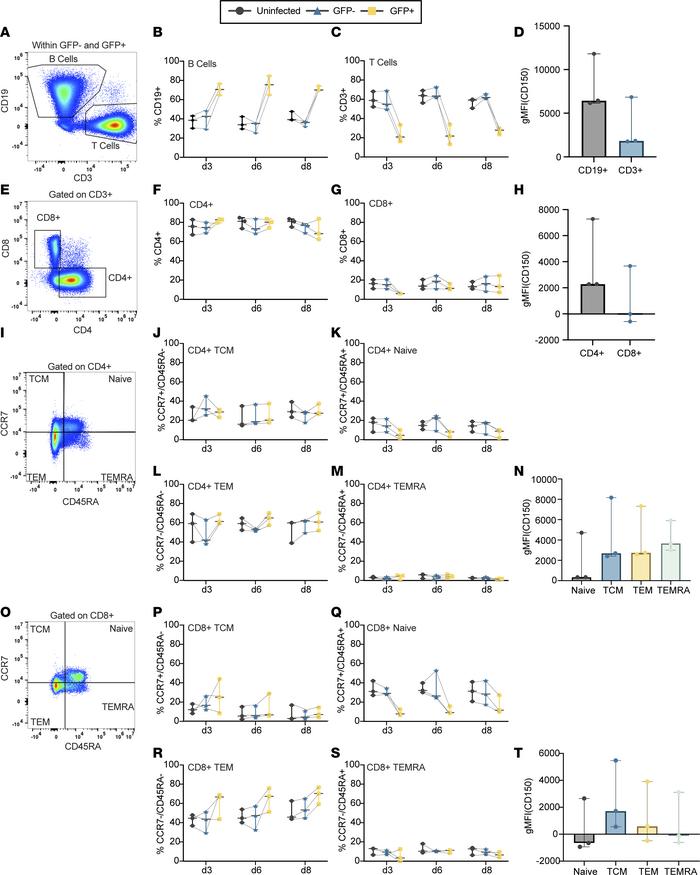 MeV preferentially infects B cells and is restricted among naive T cells...