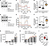 Complex I–mediated (NDUFB8-mediated) OXPHOS activity, and tumor growth in A