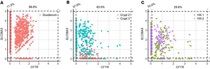 
SLC26A3 and CFTR coexpression in human duodenum by scRNA-Seq.
(A–C) Coe...