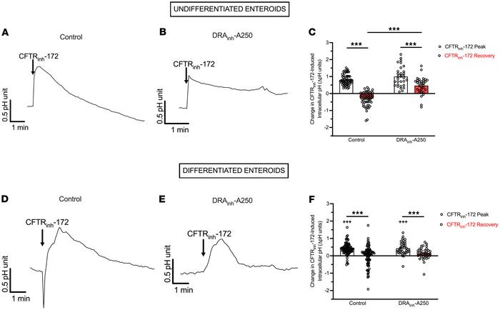 Inhibition of CFTR activity induces increases in pHi.
(A and B) Mean tim...