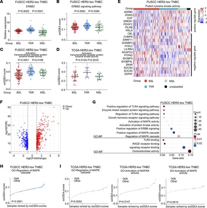 Activated ERBB2-mediated receptor tyrosine kinase in the TKR subgroup.
(...
