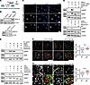 mTORC1 activation in podocytes upon genomic stress is mediated through DNA