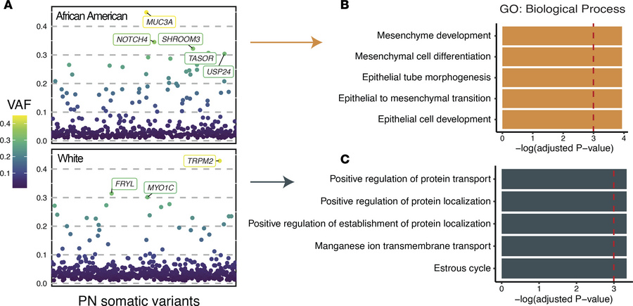 Distinct somatic selection in lesional skin of African American patients...