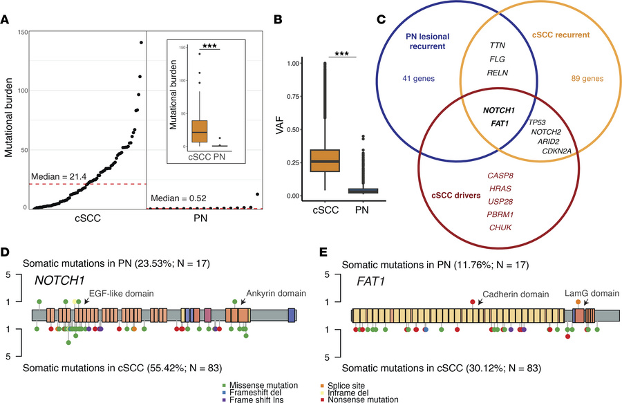 Somatic mutations in PN and cSCC.
(A) Rank order plot showing the somati...