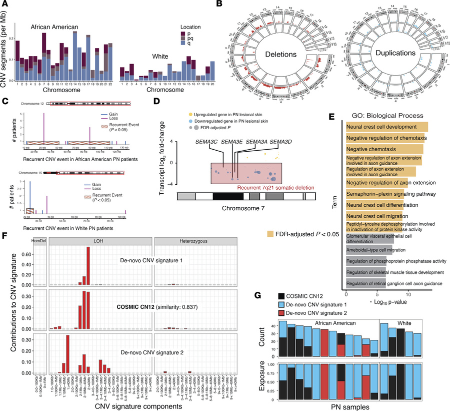 Landscape of somatic CNVs in PN.
(A) Normalized copy number per sample p...