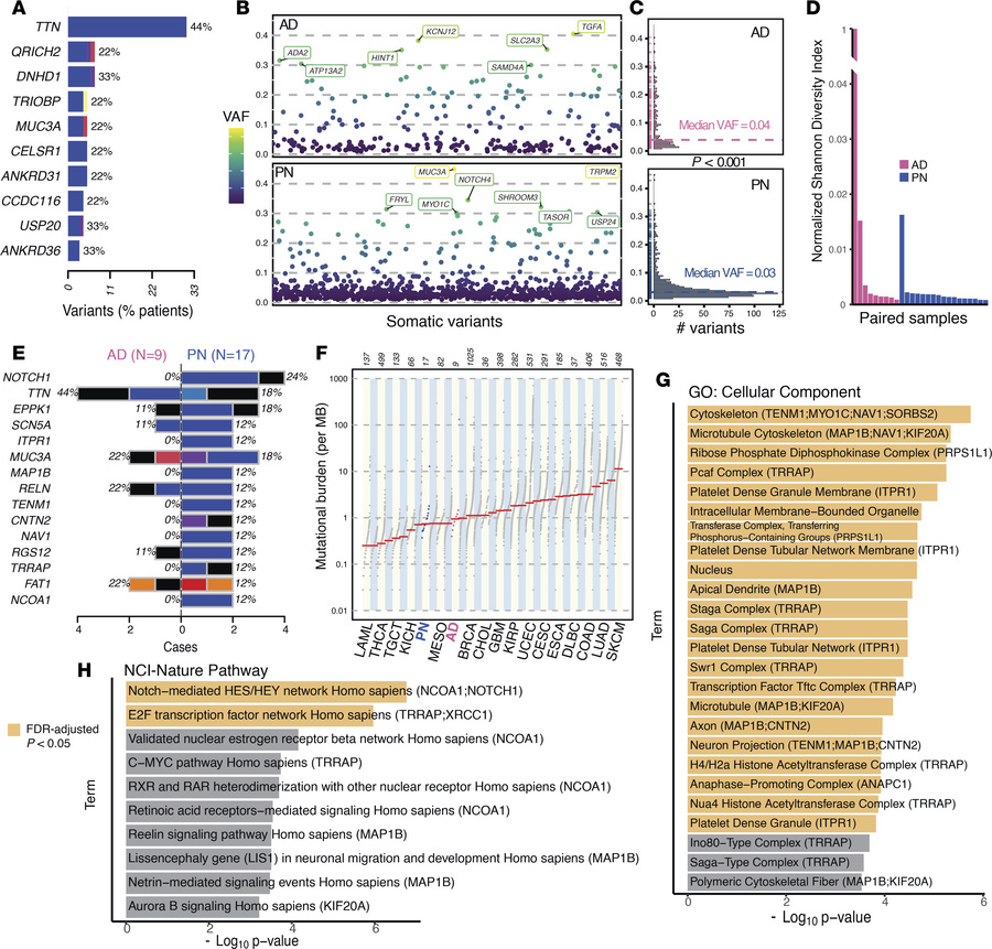 Somatic mutational differences between PN and AD.
(A) Ten genes with the...