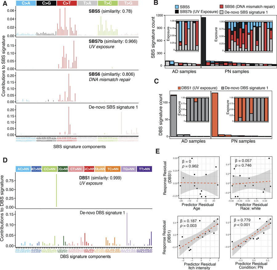 Somatic mutational signatures in PN and AD.
(A) Decomposition plots of t...
