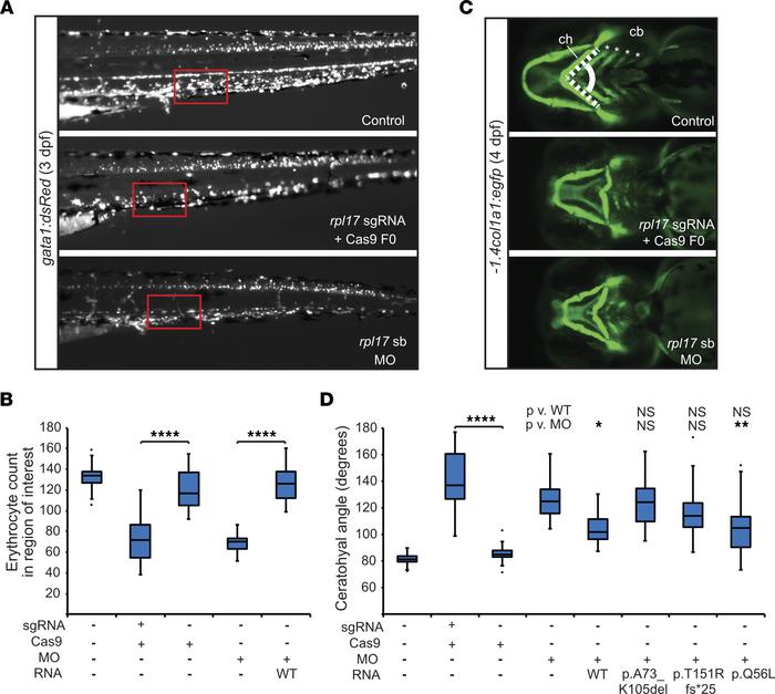 Zebrafish models of rpl17 ablation display anemia and craniofacial patte...