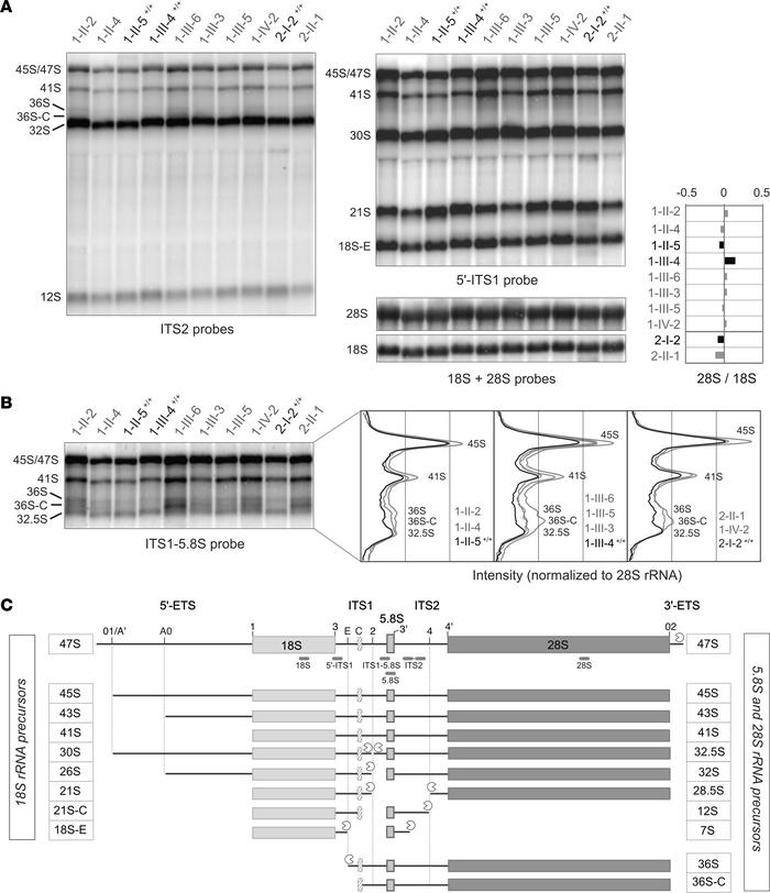 Analysis of ribosome synthesis show defects in rRNA maturation.
(A) Tota...
