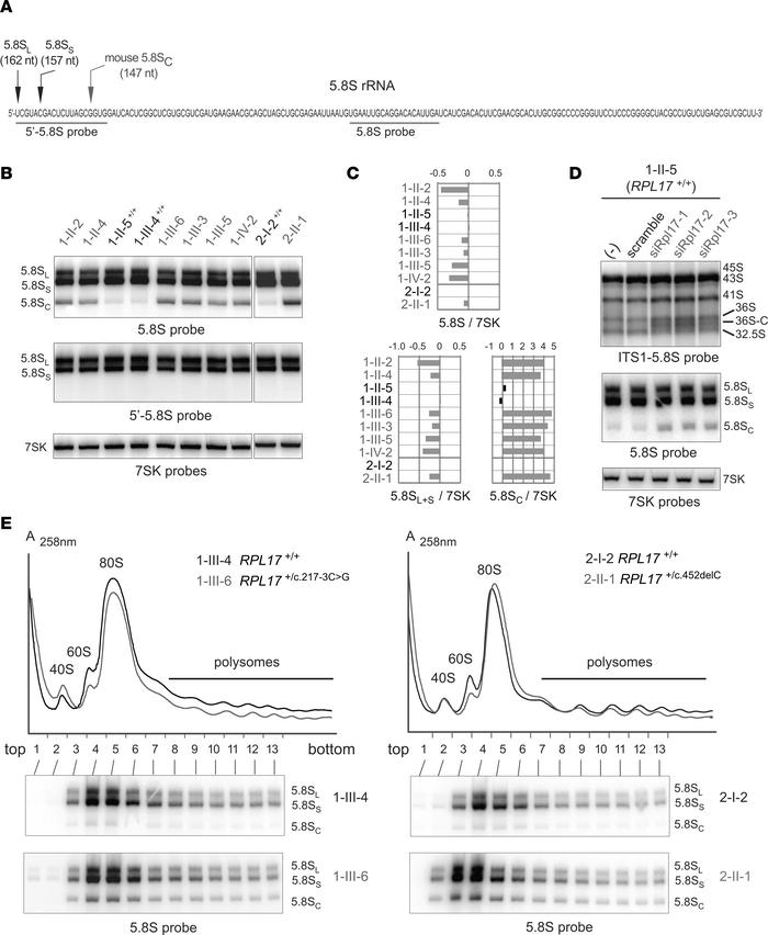 A very short form of 5.8S rRNA contributes to ribosome heterogeneity in ...