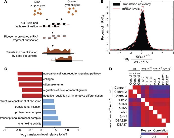 A specific translational response in LCLs of patients with DBA.
(A) Expe...