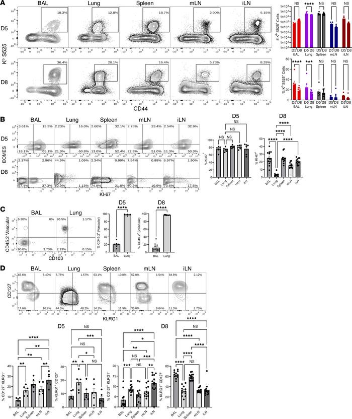 Peak CD8 T cell responses elicited by mRNA vaccination.
Mice (n = 6) wer...