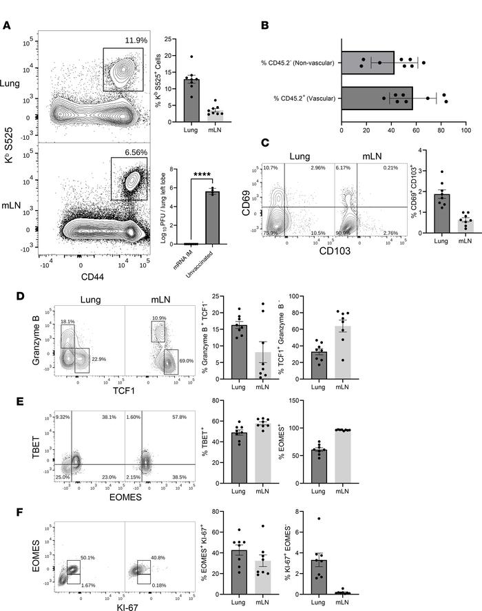 mRNA vaccine–induced T cell–dependent protective immunity to a mouse-ada...