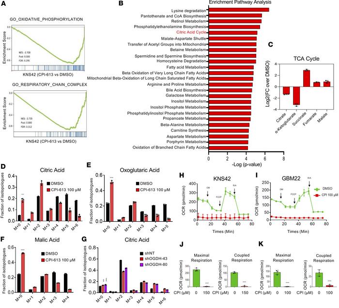 CPI-613 treatment reduces the labeling of TCA cycle metabolites from glu...