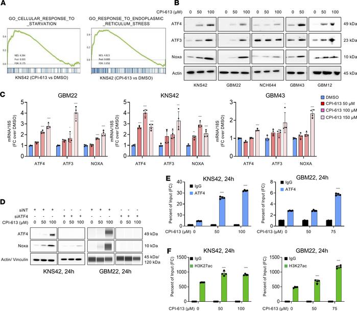 CPI-613 treatment causes energy deprivation and activates endoplasmic re...