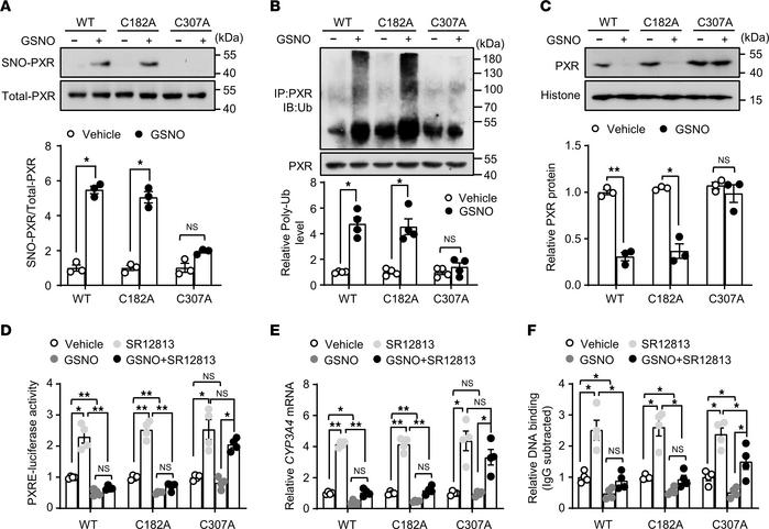 Identification of the S-nitrosylated cysteine residues in the human PXR....