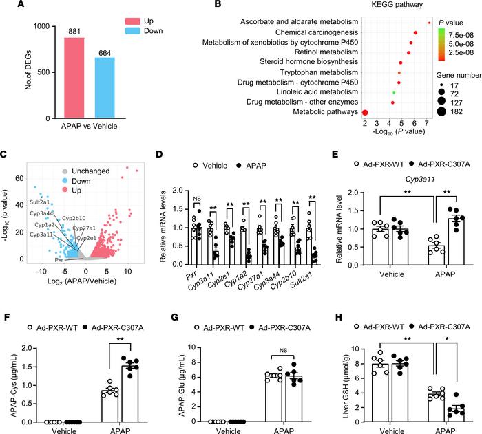 Liver replenishment with the SNO-mutant PXR exacerbated acetaminophen -i...