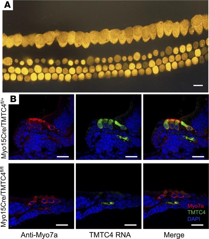 Tmtc4 expression in Myo15Cre/Tmtc4fl/fl mice.
(A) Myo15Cre/TdTomato repo...