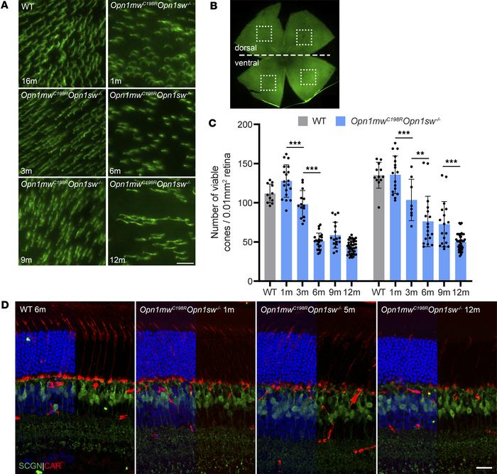 JCI Insight Structural and functional rescue of cones carrying the