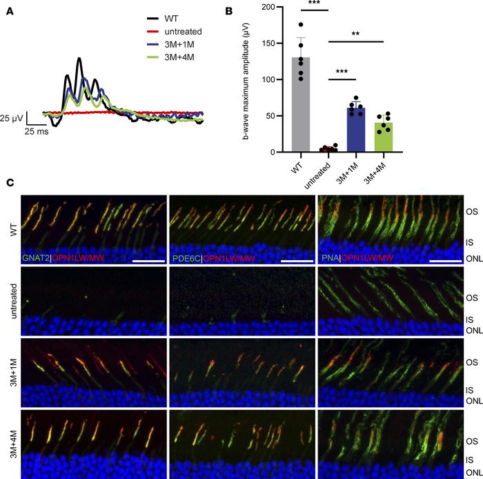 JCI Insight Structural and functional rescue of cones carrying the