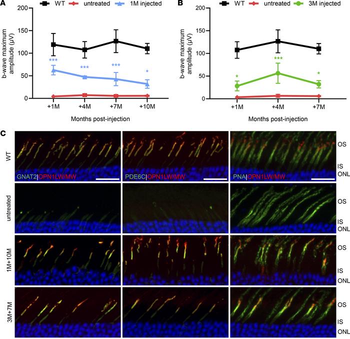 Longevity of functional and structural rescue of Opn1mwC198R Opn1sw–/– c...
