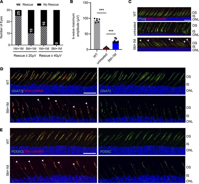 Gene augmentation therapy shows reduced rescue efficacy of cone structur...