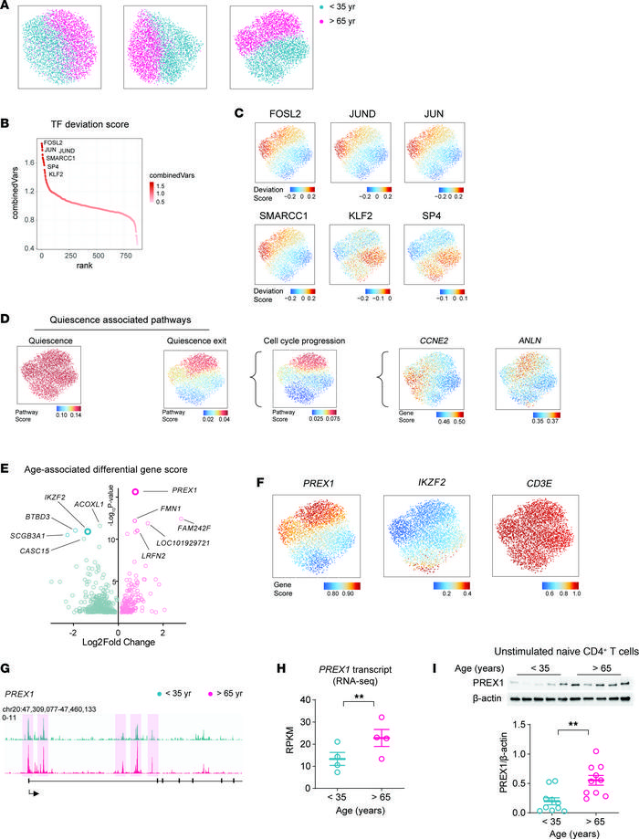 Naive CD4+ T cells from older adults have a quiescence exit gene signatu...