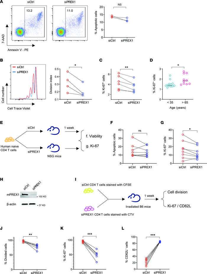 PREX1 accelerates homeostatic proliferation of naive CD4+ T cells.
Naive...