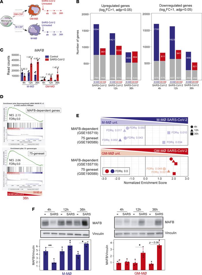 SARS-CoV-2 infection of human monocyte–derived macrophages upregulates t...