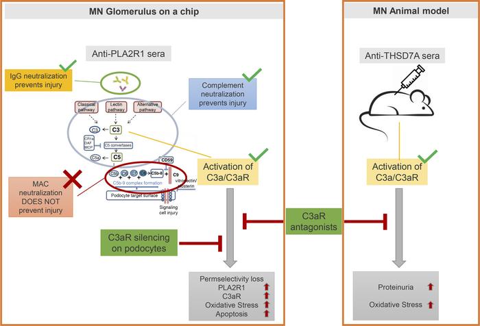 Working model.
Representative scheme of the working model for the presen...