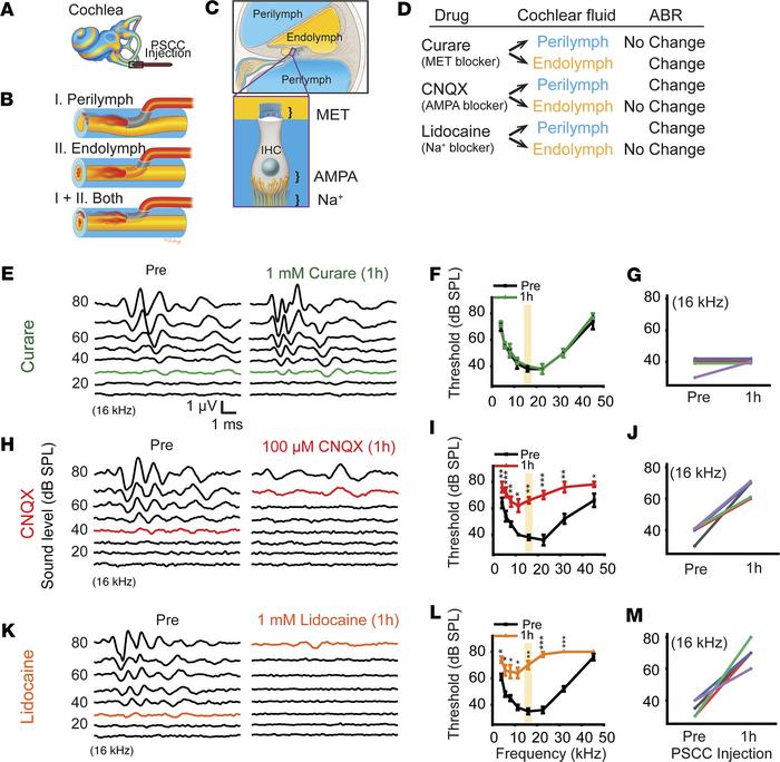 Auditory brainstem response (ABR) after pharmacological manipulations th...