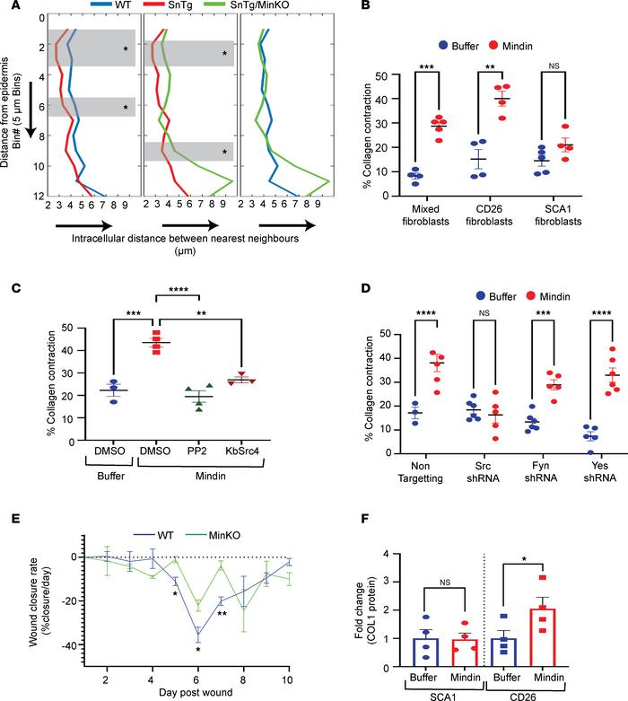 Mindin induces fibroblast contraction and collagen production in CD26+ f...