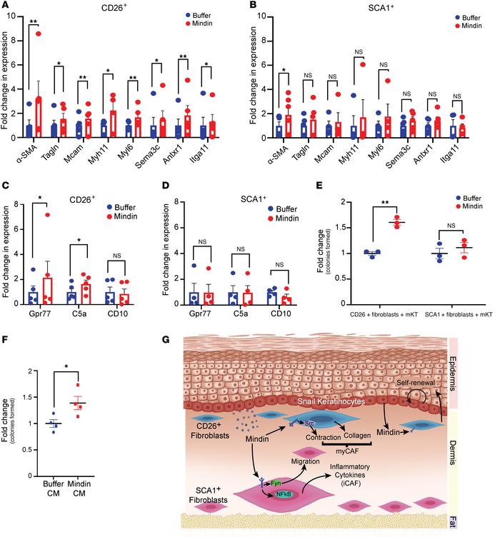 Mindin promotes CD26+ fibroblasts to adopt a CAF phenotype.
qPCR for exp...