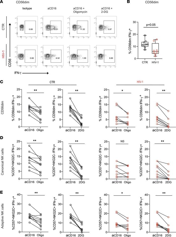 Metabolic requirements of NK cells for IFN-γ production after CD16 activ...
