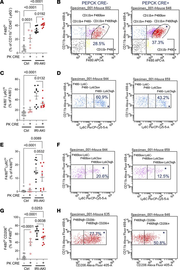 Flow cytometric analysis of renal monocyte/macrophages in PTEC DN RAR mi...