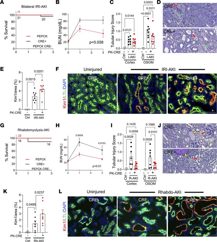 Inhibition of RAR signaling in PTECs protects against AKI but also incre...