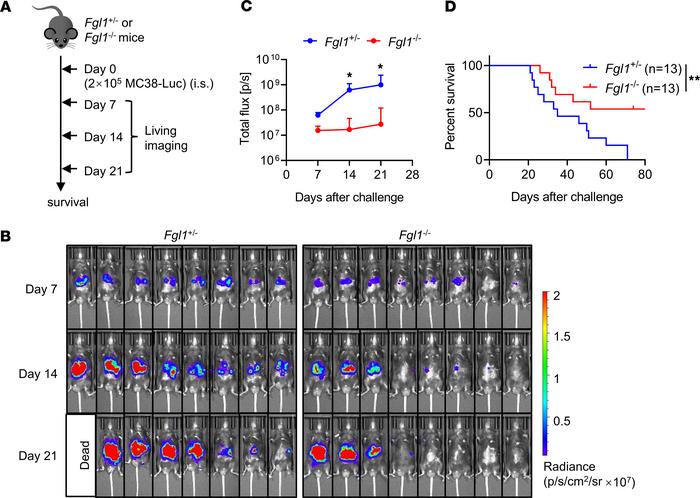 
Fgl1-deficient mice display inhibited CRC liver metastasis and prolonge...