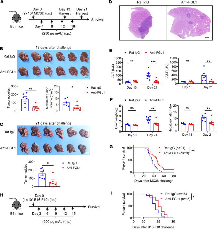 Blockade of FGL1 delays the progression of liver metastases.
(A) Experim...