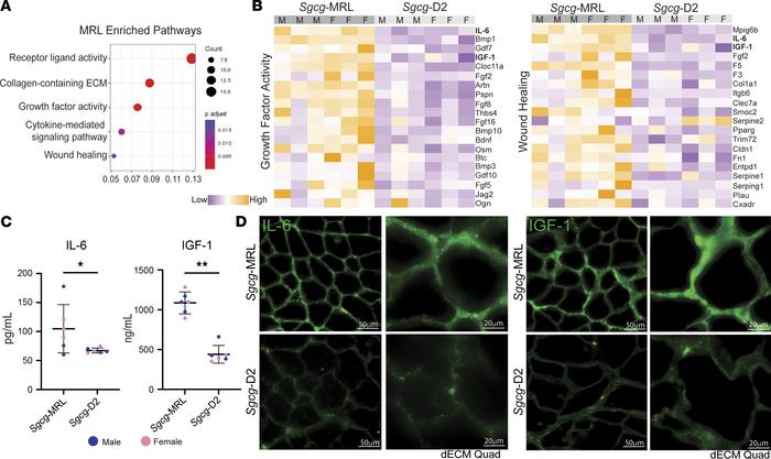 IGF-1 and IL-6 were upregulated in Sgcg-MRL serum.
Serum was collected f...