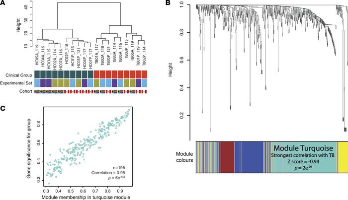 Whole-genome correlation network analysis (WGCNA).
(A) Hierarchical clus...