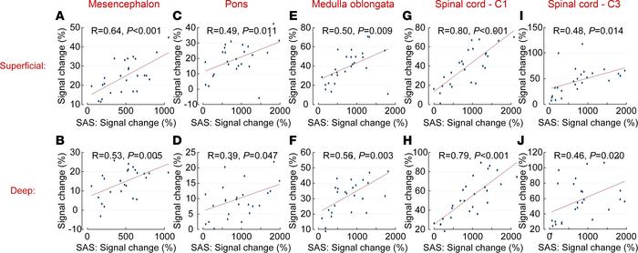 Correlations between CSF tracer in the subarachnoid space (SAS) and the ...