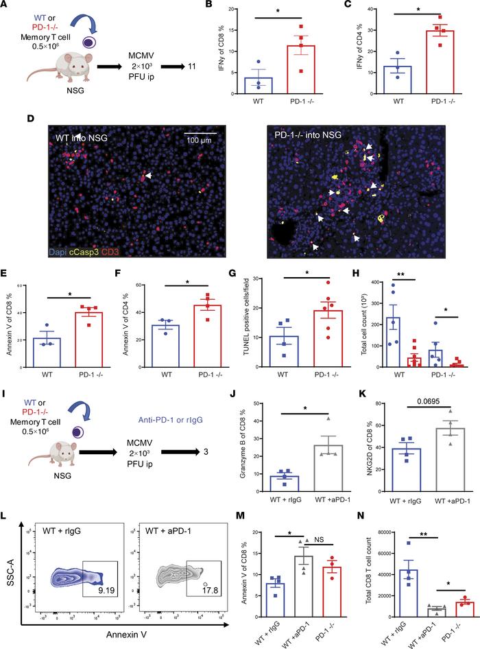 Loss of PD-1 signaling increases early functionality but results in decr...