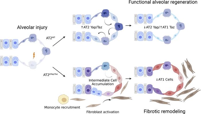 JCI Insight - Epithelial Yap/Taz are required for functional alveolar ...
