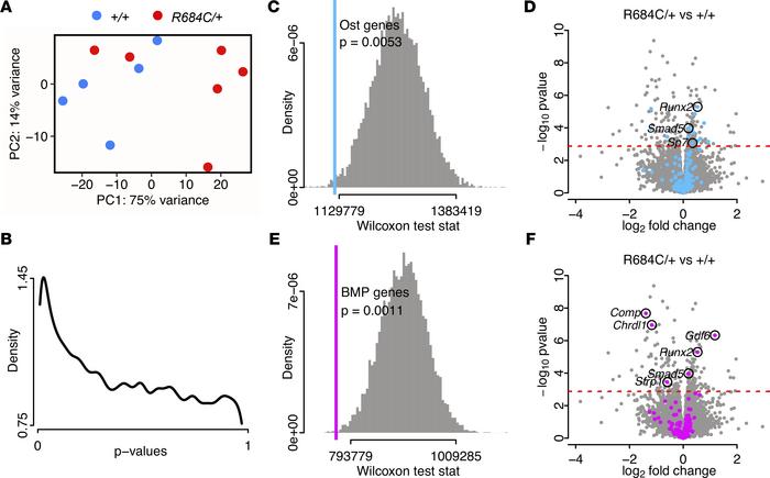 
Ezh2R684C/+ osteoblasts demonstrate transcriptional dysregulation of ke...