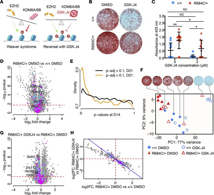 The KDM6A/6B inhibitor GSK-J4 substantially reverses the Ezh2R684C/+ ost...