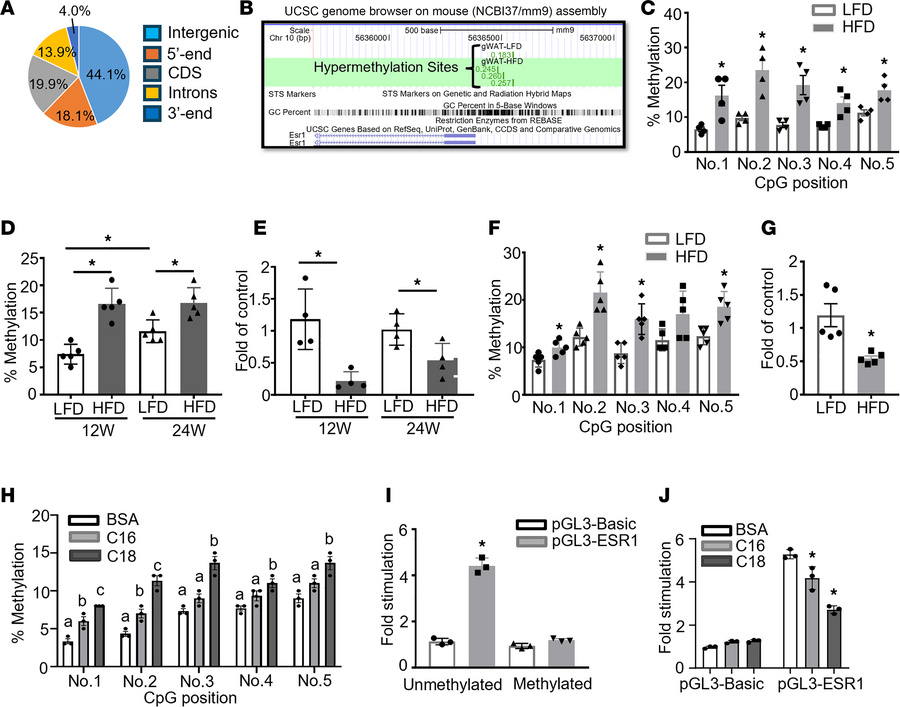 HFD regulates Esr1 expression via promoter DNA methylation.
(A and B) Di...
