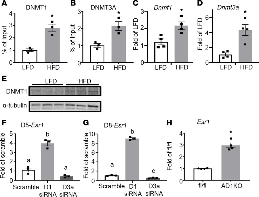DNMT1 mediates HFD-induced increase of DNA methylation at Esr1 promoter....