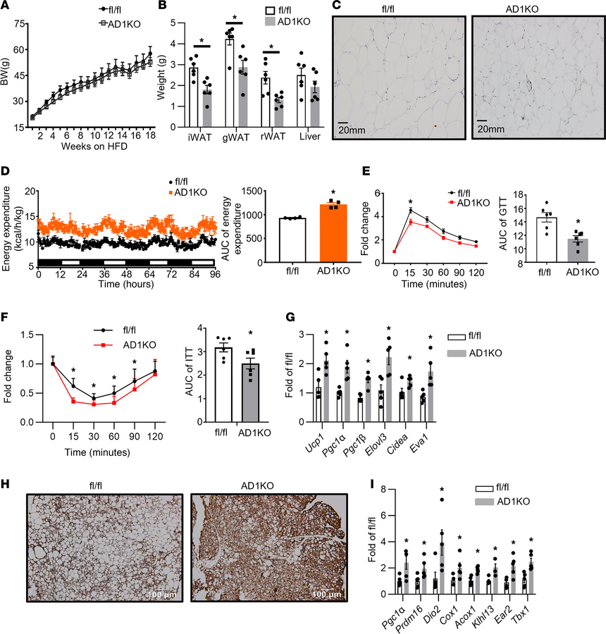 Adipocyte Dnmt1 deletion improves metabolic phenotypes in female mice fe...