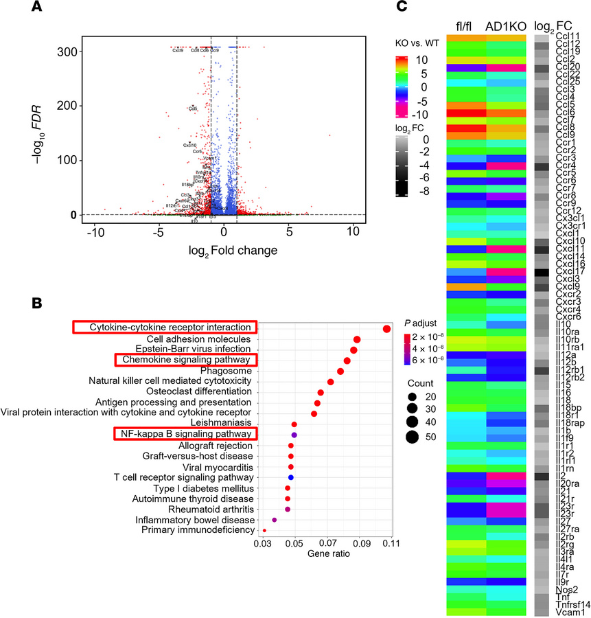 RNA-Seq analysis in gWAT of female AD1KO and fl/fl mice fed with HFD.
(A...